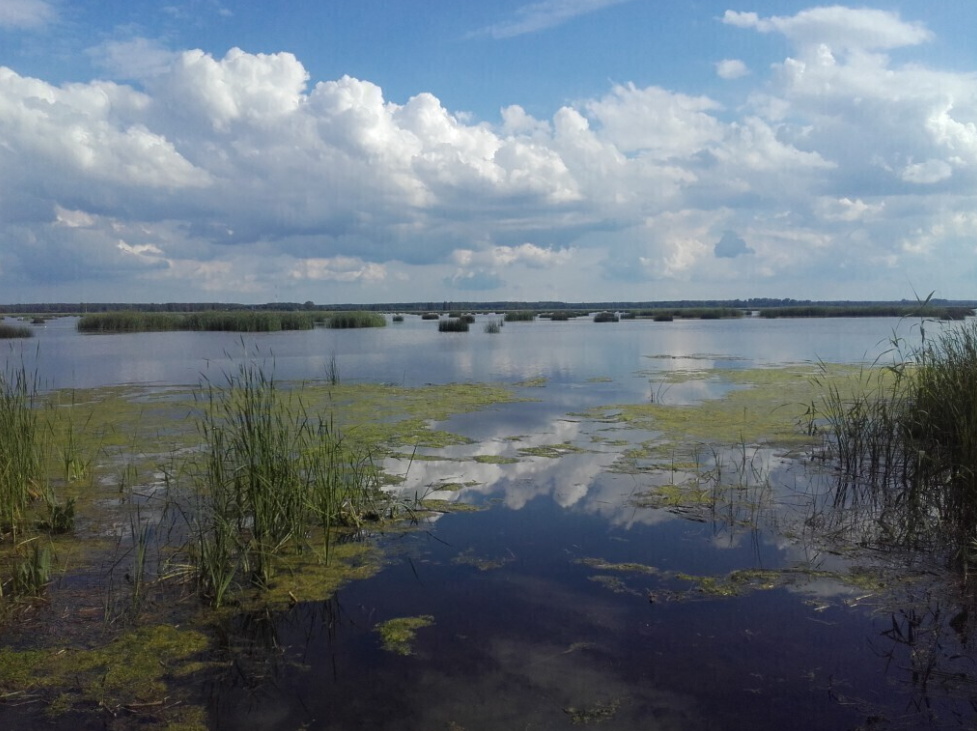 Dabas liegums „Babītes ezers” un Babītes ezera polderis