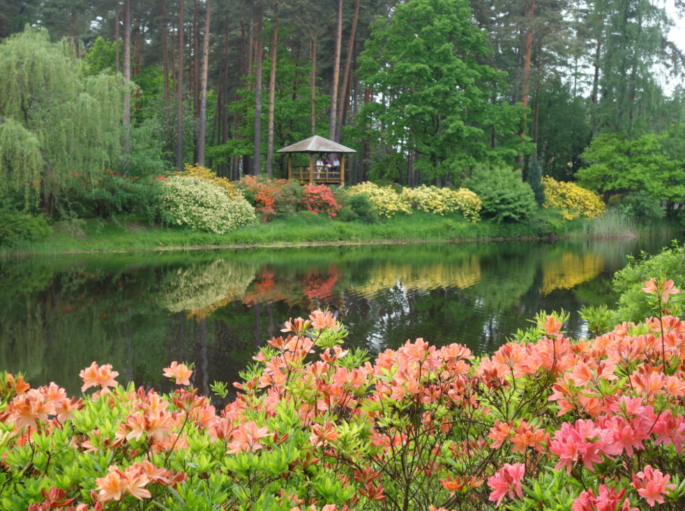 Rododendru selekcijas un izmēģinājuma audzētava “Babīte”