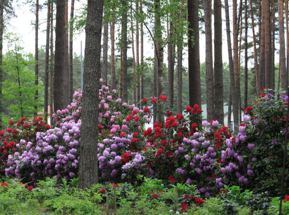 Rododendru selekcijas un izmēģinājuma audzētava “Babīte”