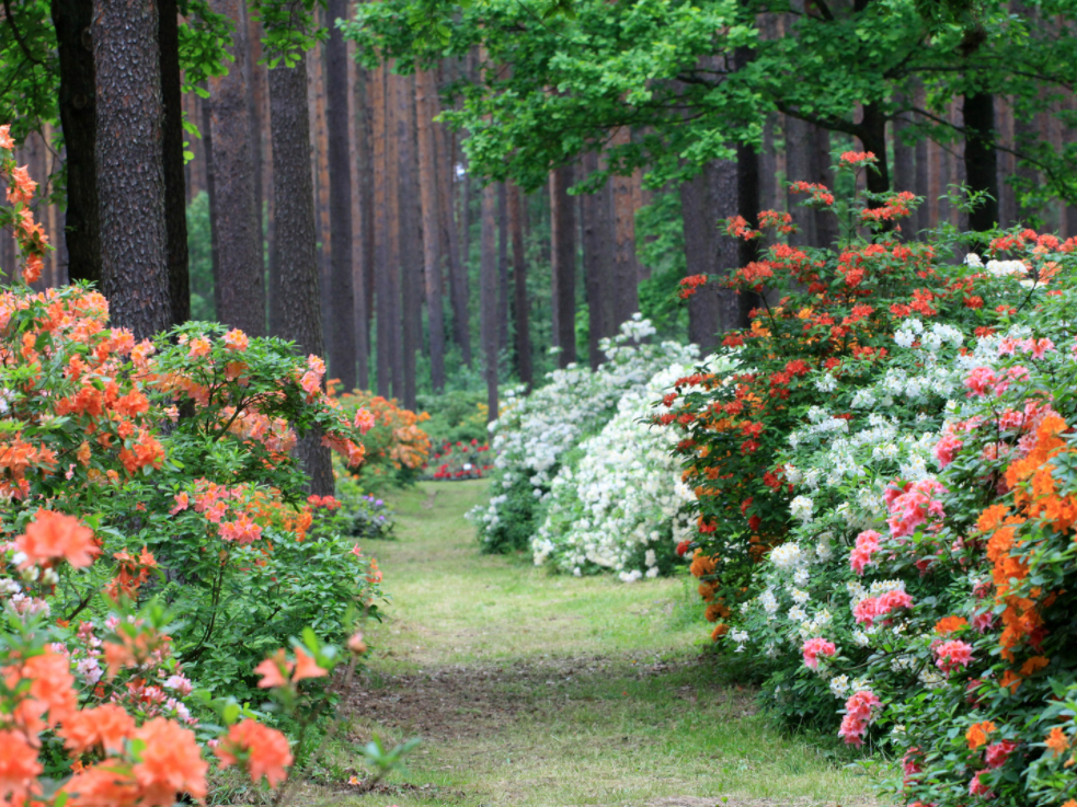 Rododendru selekcijas un izmēģinājuma audzētava “Babīte”