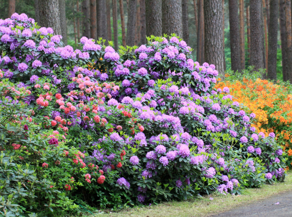 Rododendru selekcijas un izmēģinājuma audzētava “Babīte”