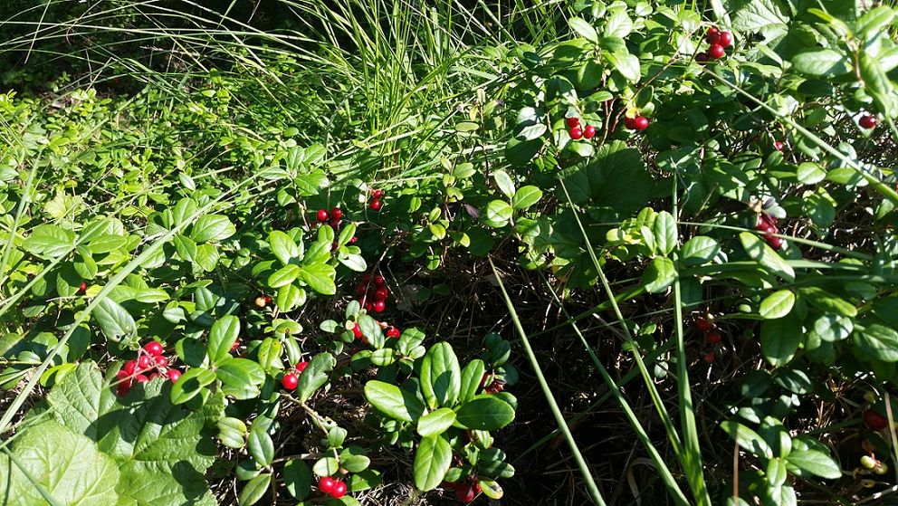 Medema purvs