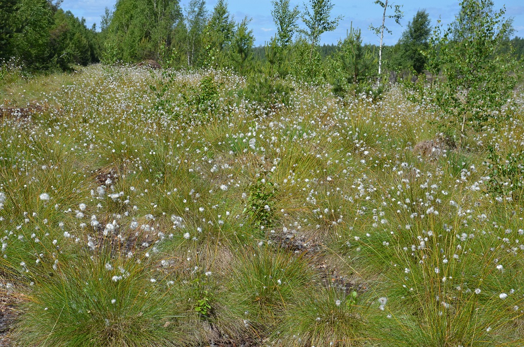 Medema purvs
