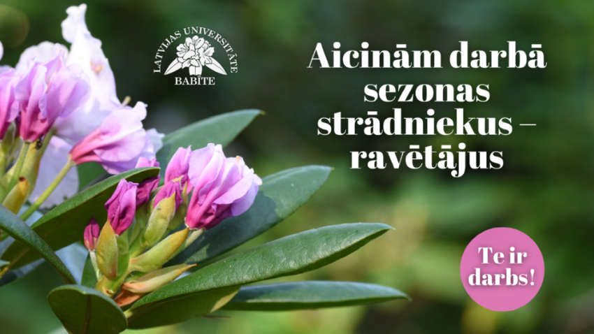 Rododendra ziedi ar sludinājuma tekstu par ravētāja vakanci