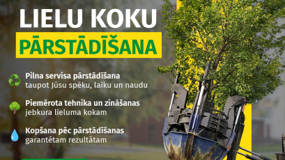 koku stādi