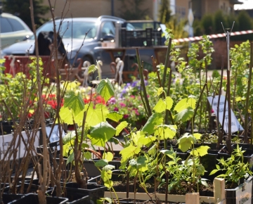 Mārupes novada Gadatirgus 04.05.2016.