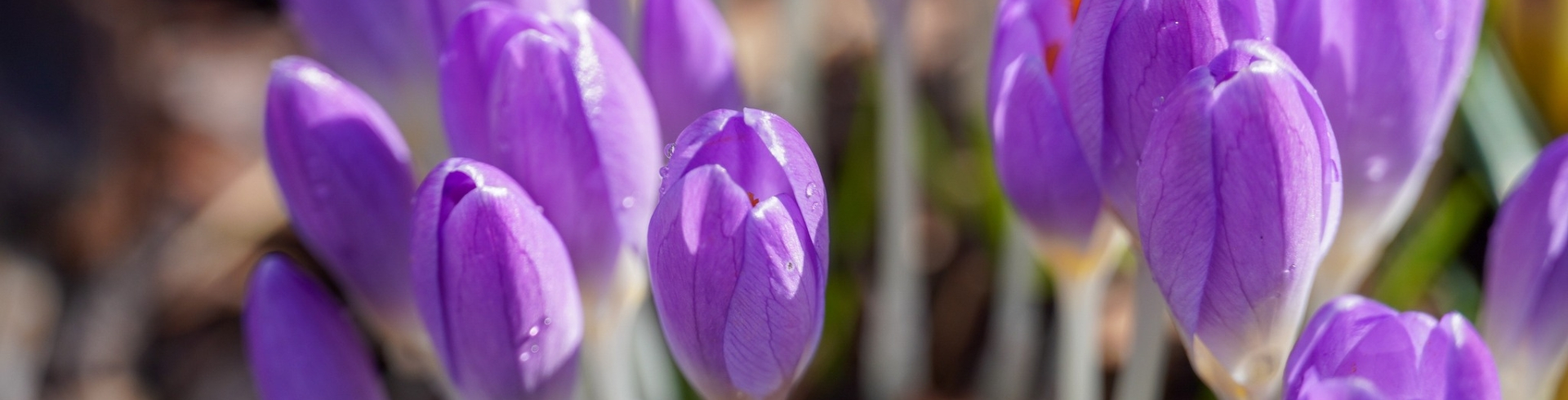 Violeti ziedi - pavasara krokusi 