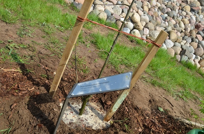 Mārupieši stāda ozolu Likteņdārzā, 20.05.2014.