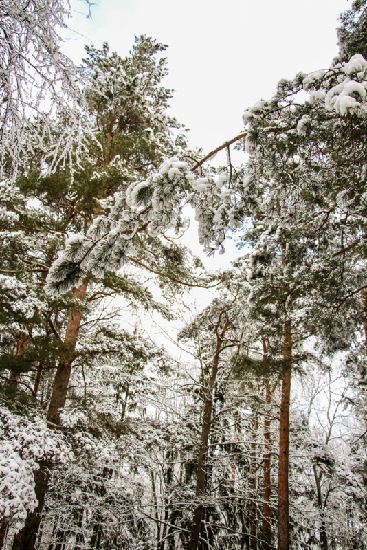 Barikāžu atceres brīdis Mārupē pie Roberta Mūrnieka atdusas vietas, 16.01.2017.