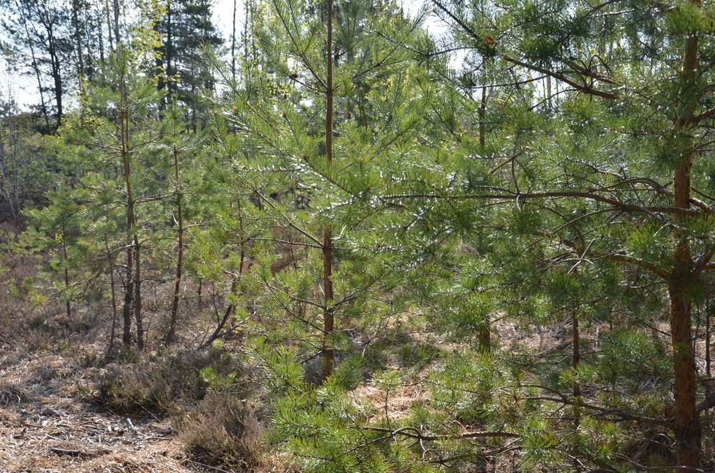 Piedzīvojumu ekspedīcija “Atklāj Medema purvu!” 04.05.2016.