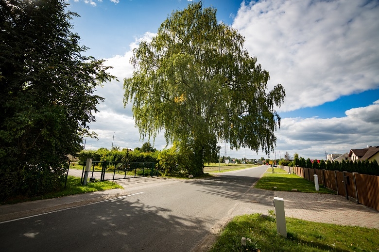 Zālīšu bērzs