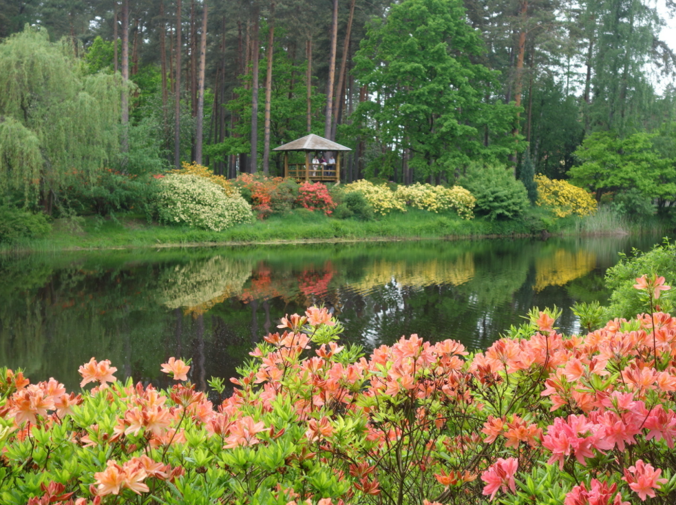 Rododendru selekcijas un izmēģinājuma audzētava “Babīte” Rododendru selekcijas un izmēģinājuma audzētava “Babīte”
