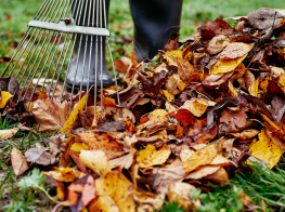 Rudens lapas